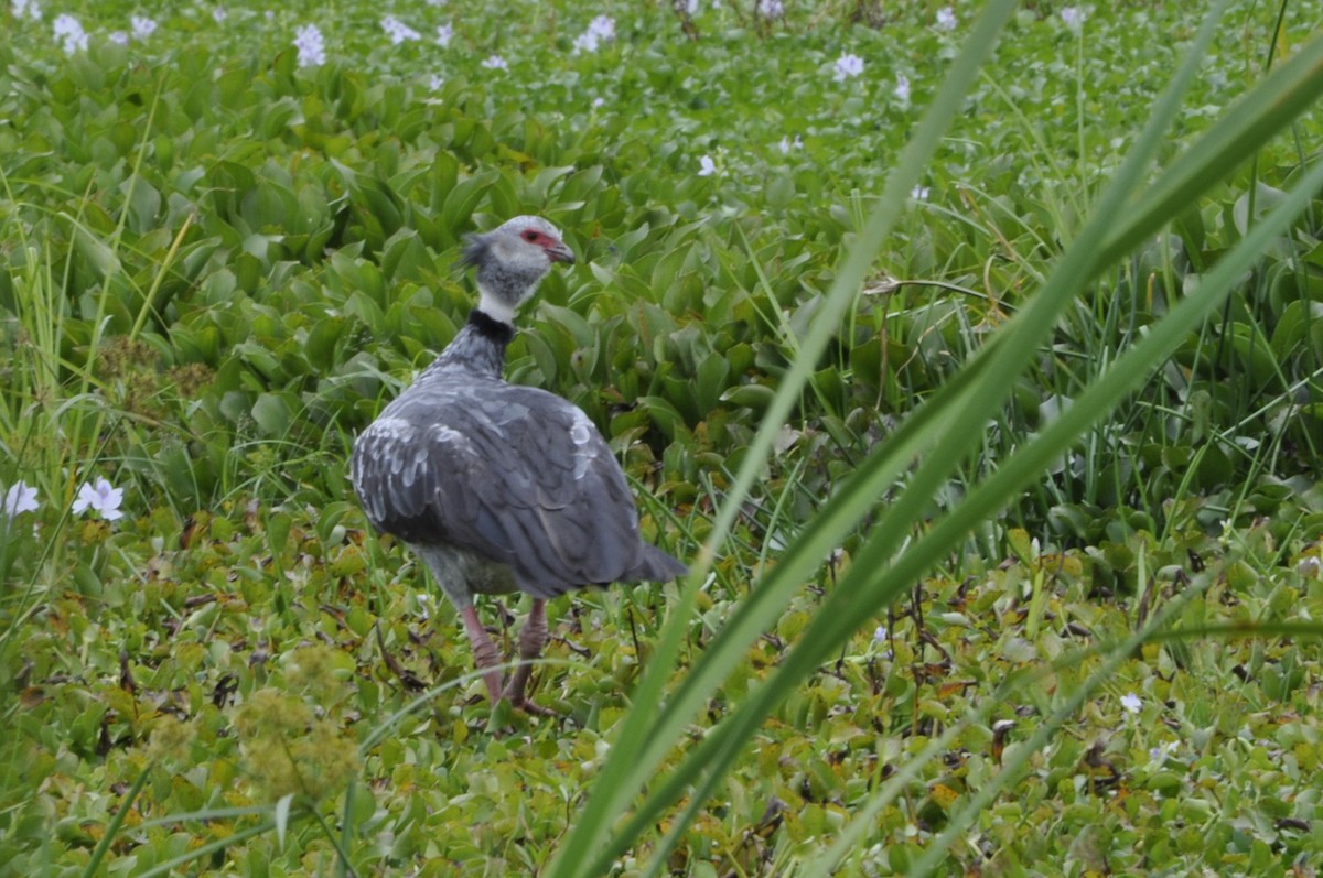 Southern Screamer - ML620804567