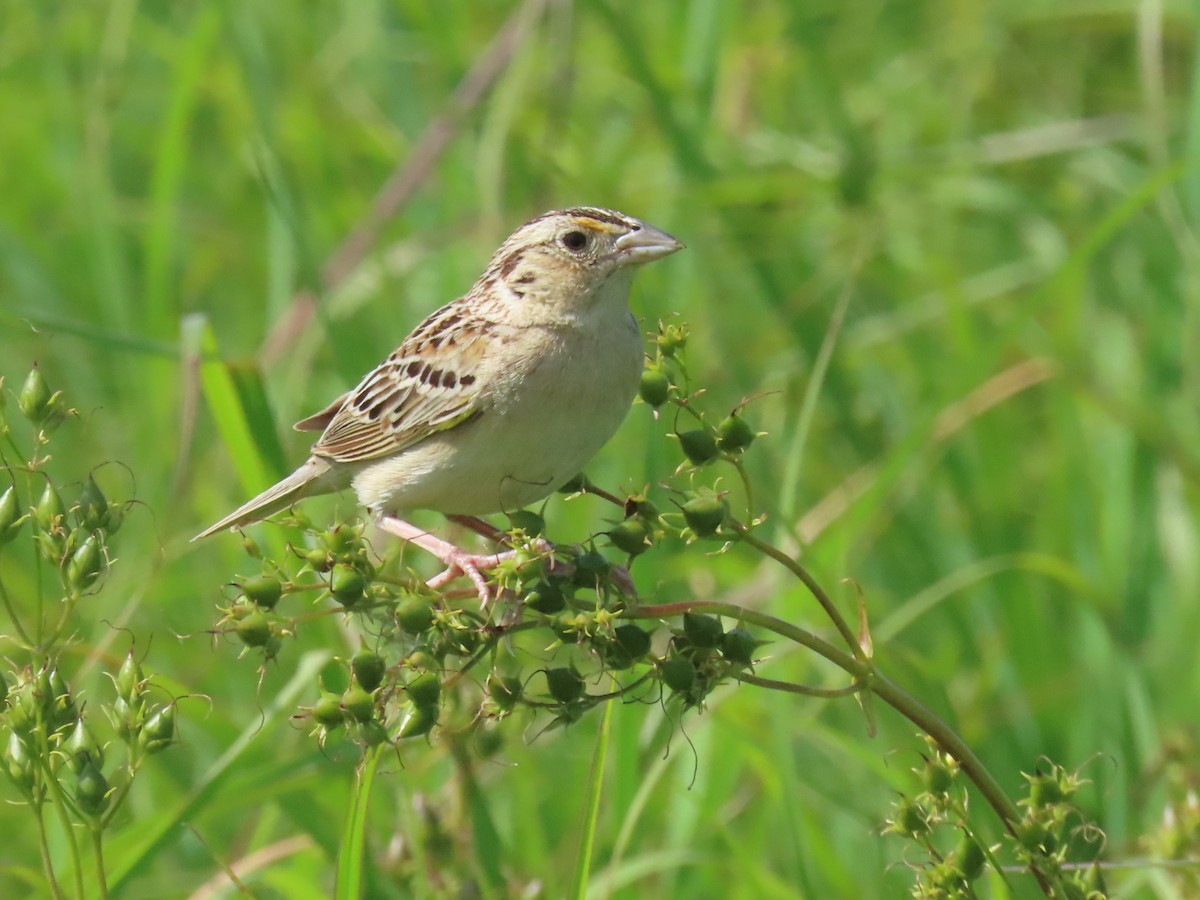 Grasshopper Sparrow - ML620804570