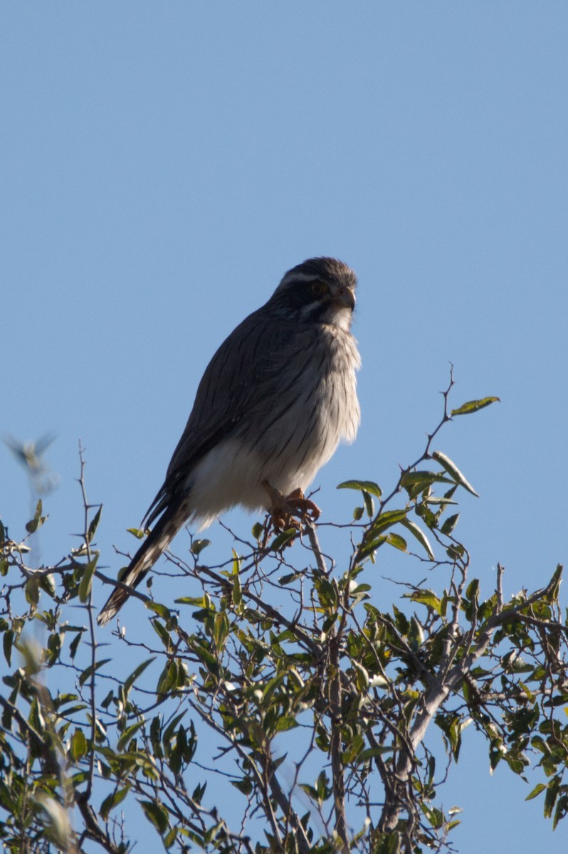 Spot-winged Falconet - ML620804572