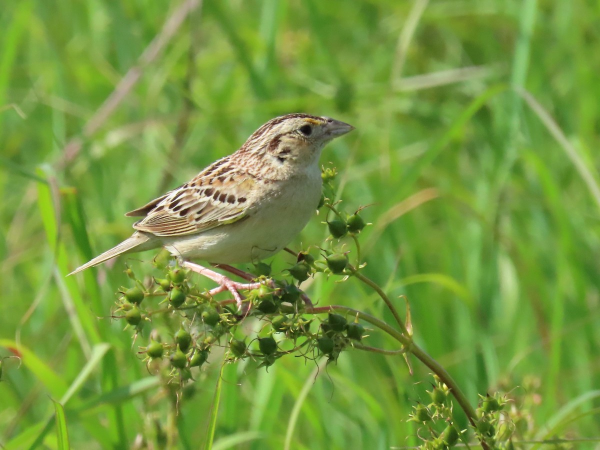 Grasshopper Sparrow - ML620804573