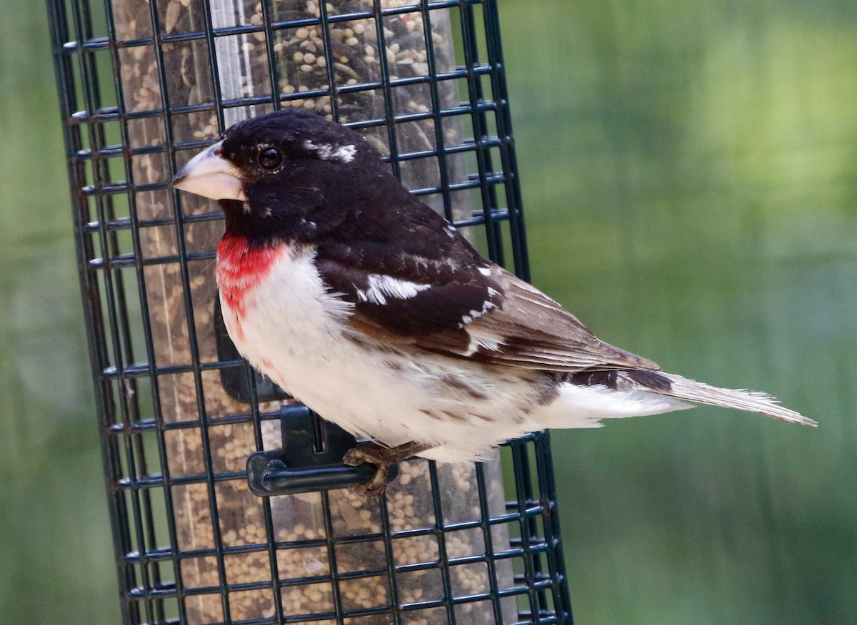 Rose-breasted Grosbeak - ML620804576