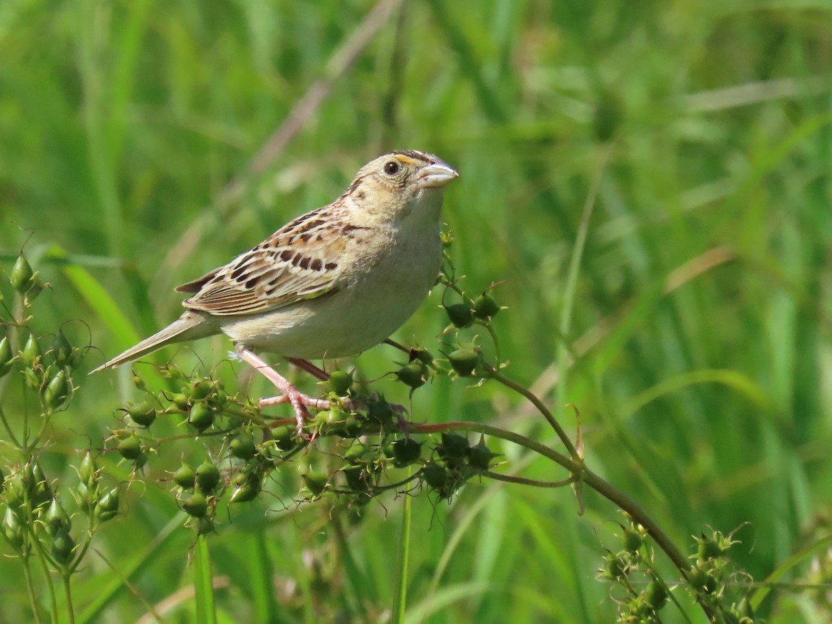 Grasshopper Sparrow - ML620804577