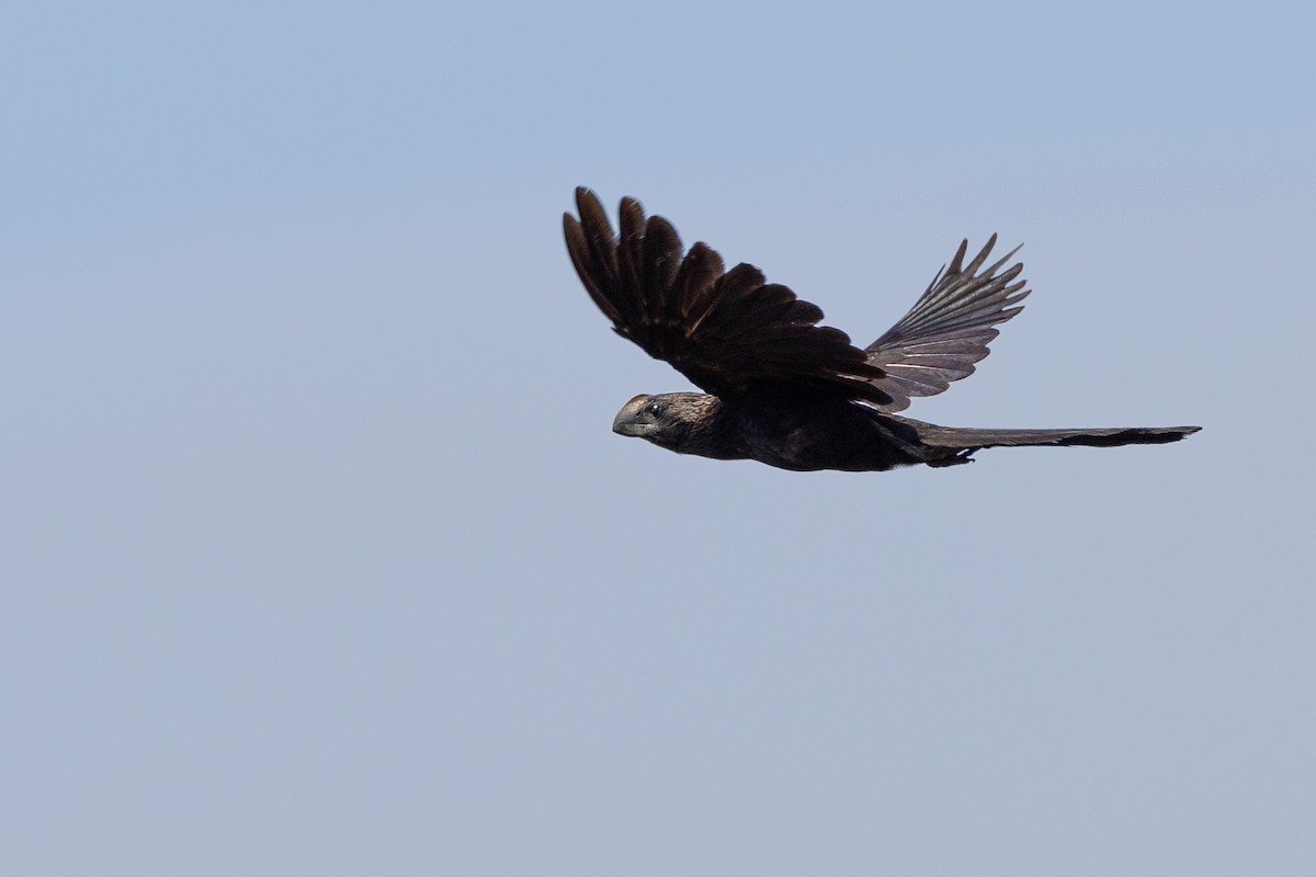 Smooth-billed Ani - ML620804581