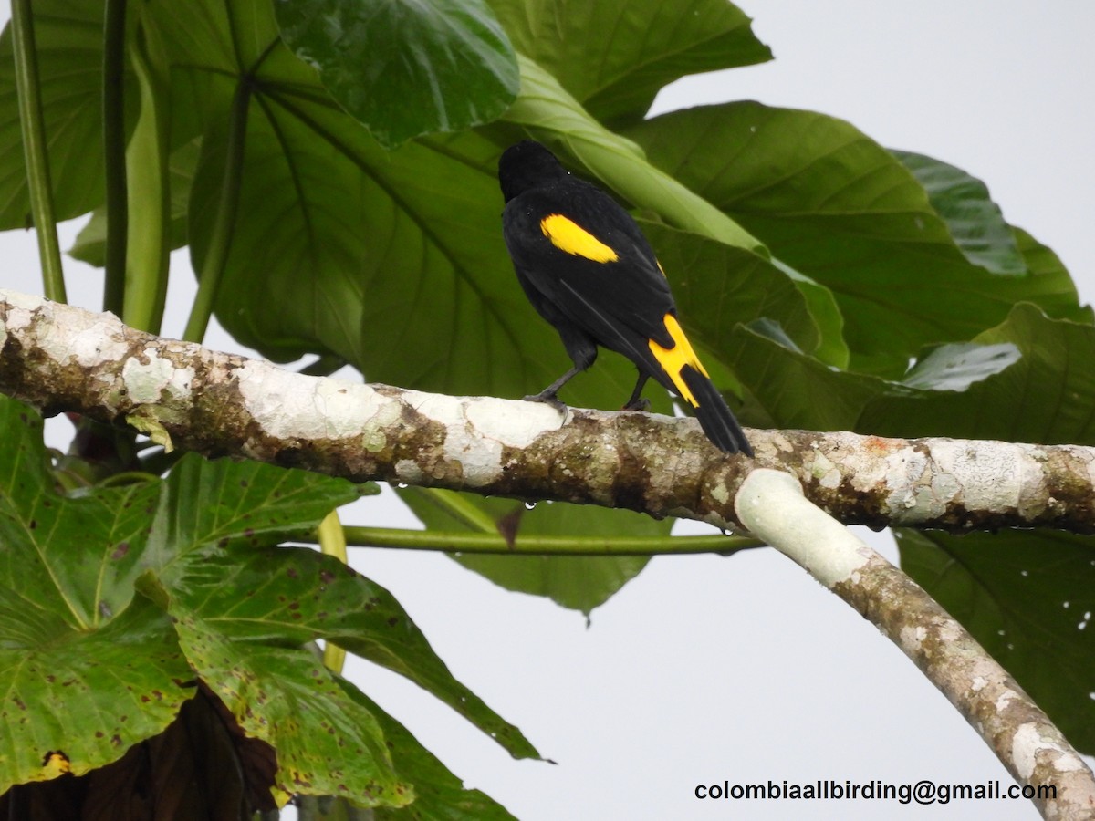 Yellow-rumped Cacique - ML620804585