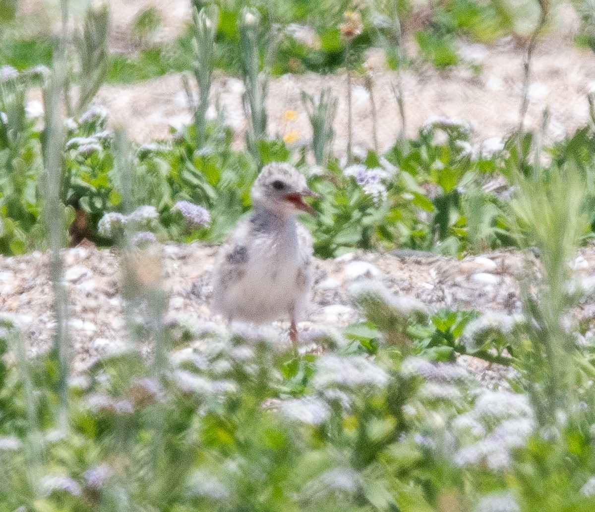 Least Tern - ML620804586