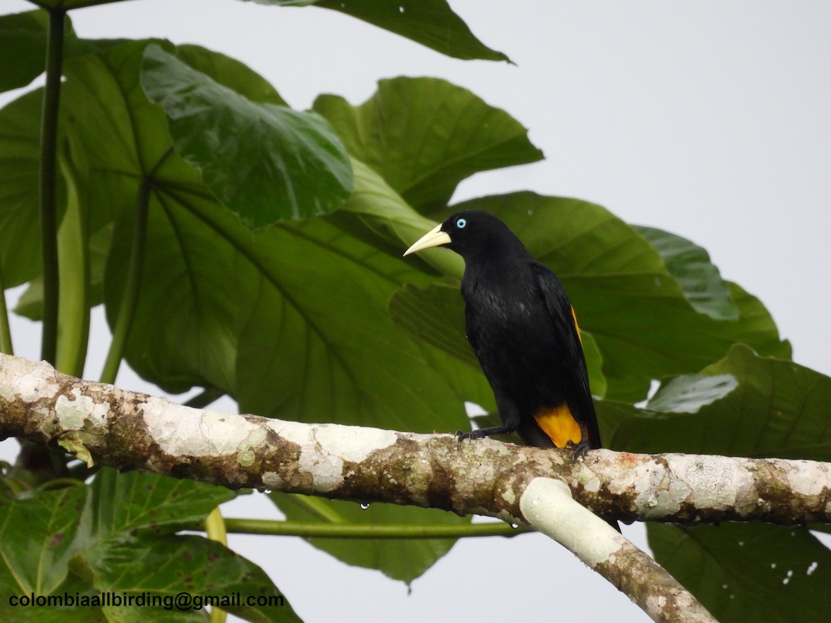 Yellow-rumped Cacique - ML620804589