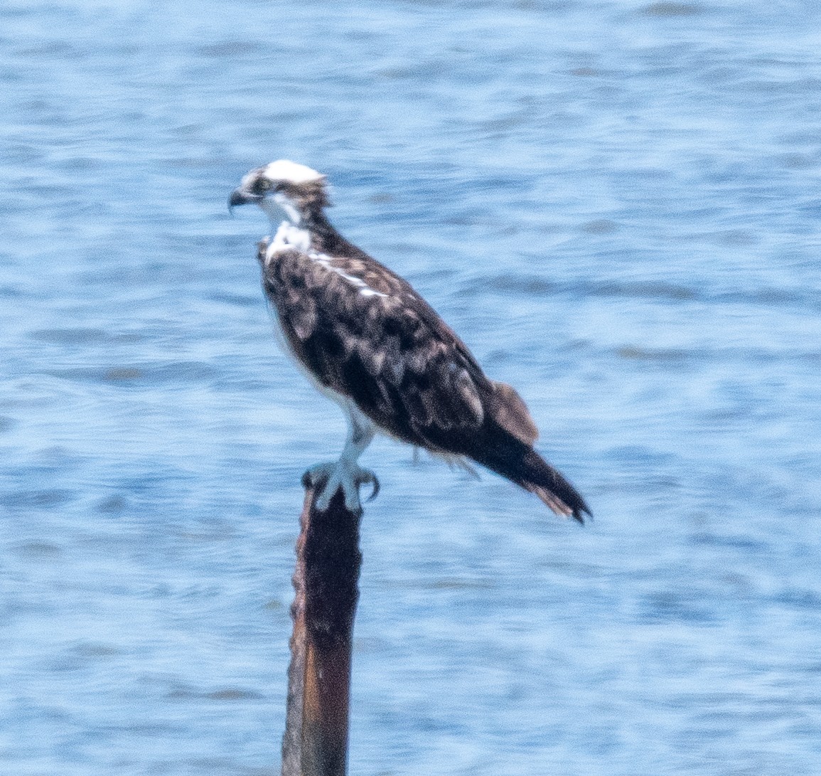 Águila Pescadora - ML620804599