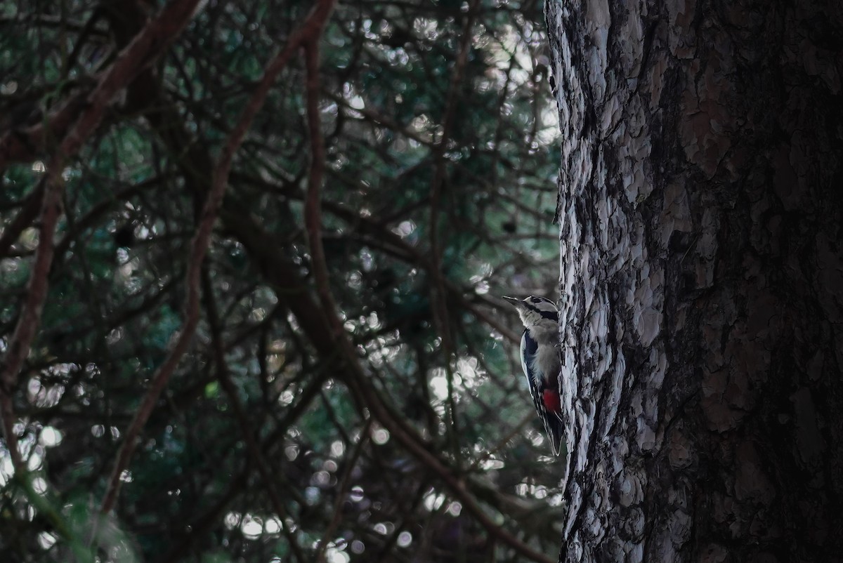 Great Spotted Woodpecker - ML620804600