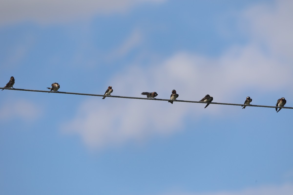 Cliff Swallow - ML620804601