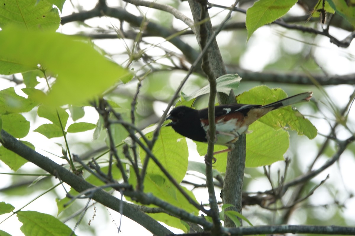 Eastern Towhee - ML620804604