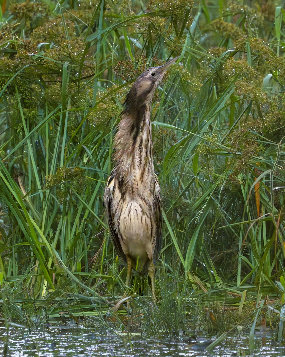 Australasian Bittern - ML620804605