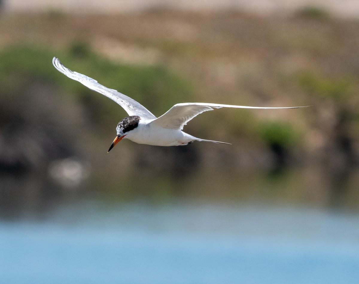 Forster's Tern - ML620804607