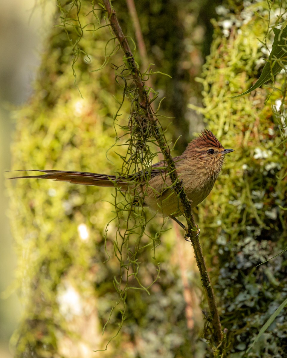 Striolated Tit-Spinetail - ML620804608