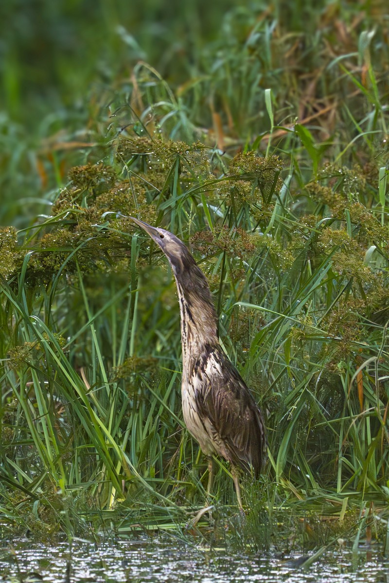 Australasian Bittern - ML620804609