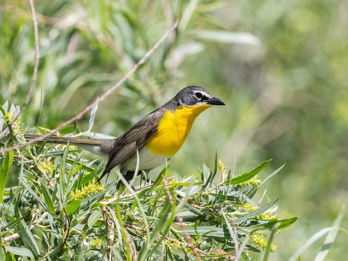 Yellow-breasted Chat - ML620804610