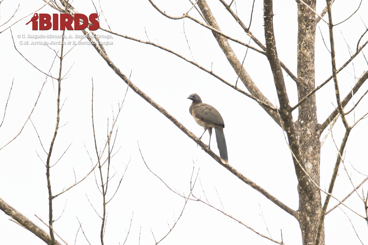 Chachalaca Cabecigrís - ML620804611