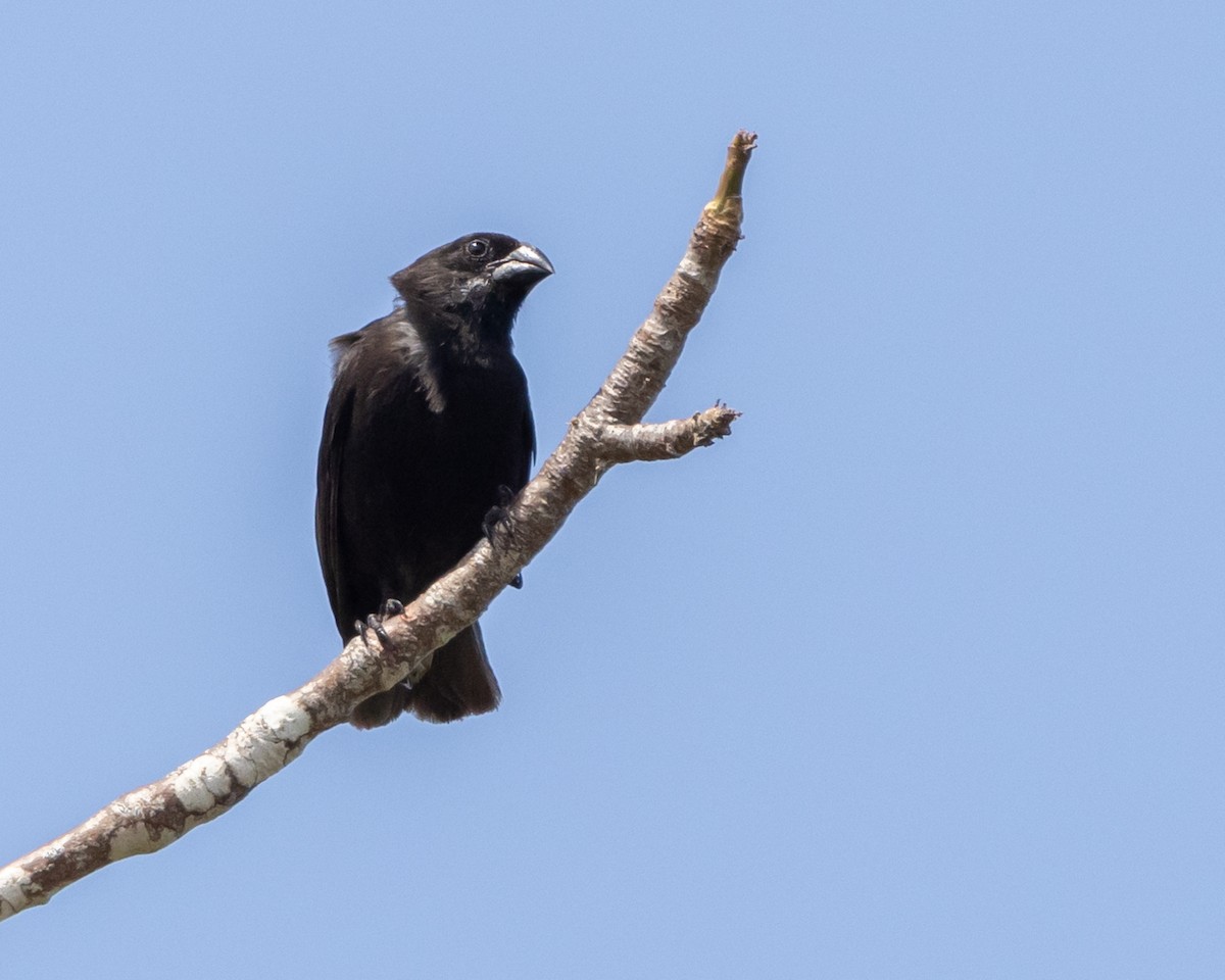 Medium Ground-Finch - ML620804618