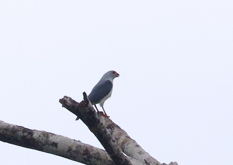 Gray-headed Goshawk - ML620804620