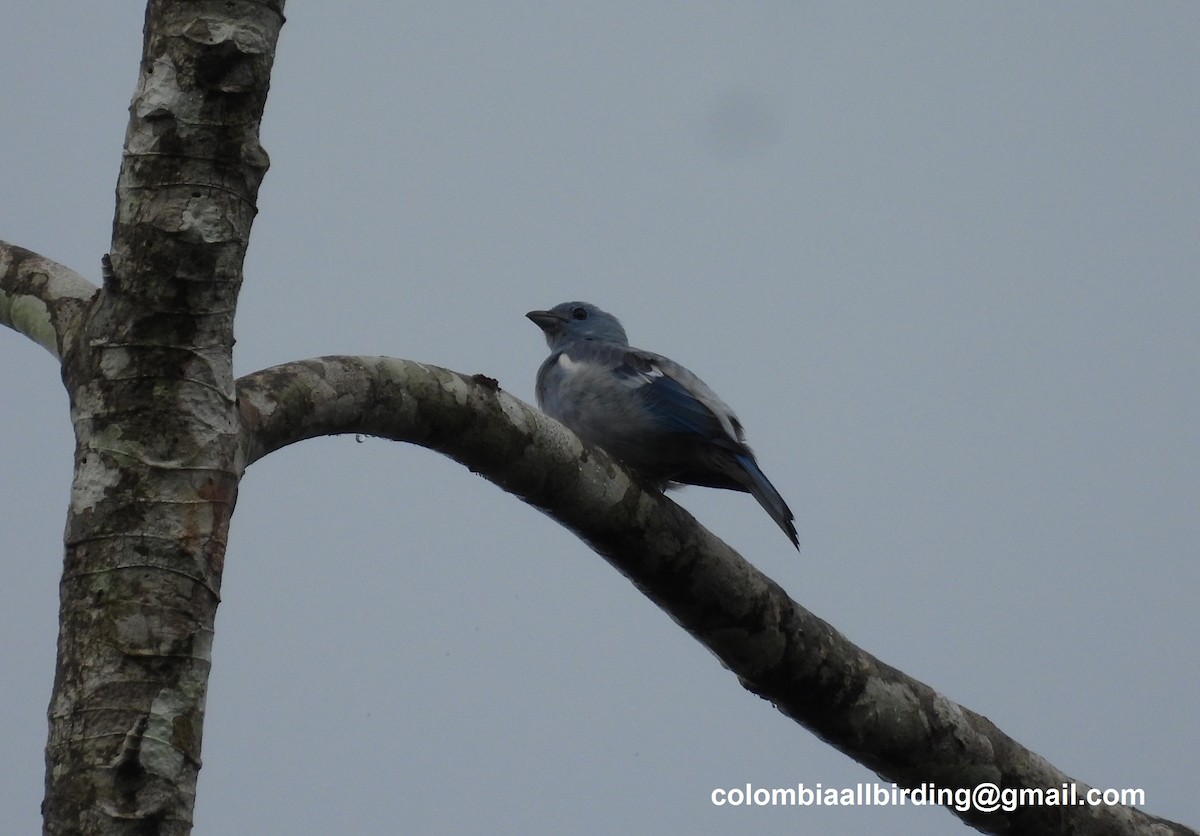 Blue-gray Tanager - ML620804621