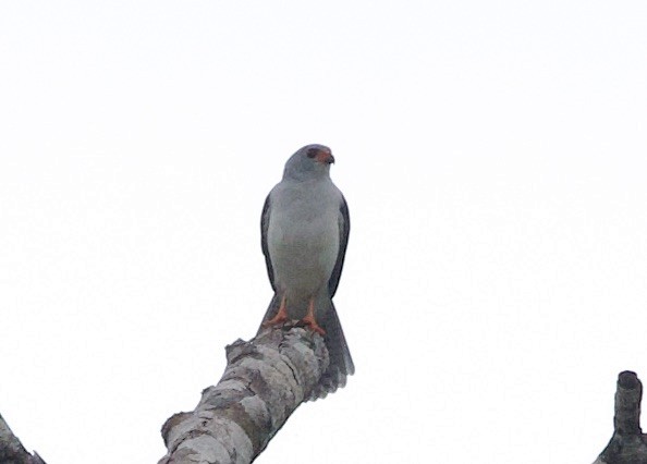 Gray-headed Goshawk - ML620804622