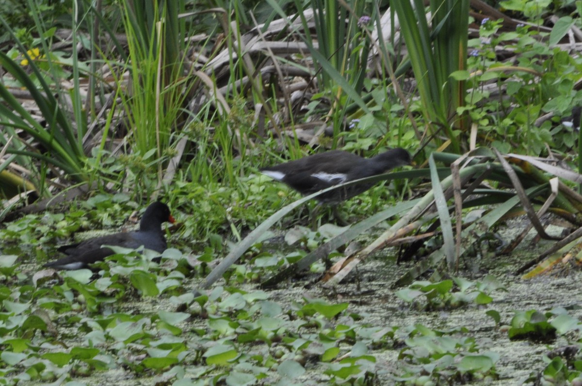 Gallinule d'Amérique - ML620804629