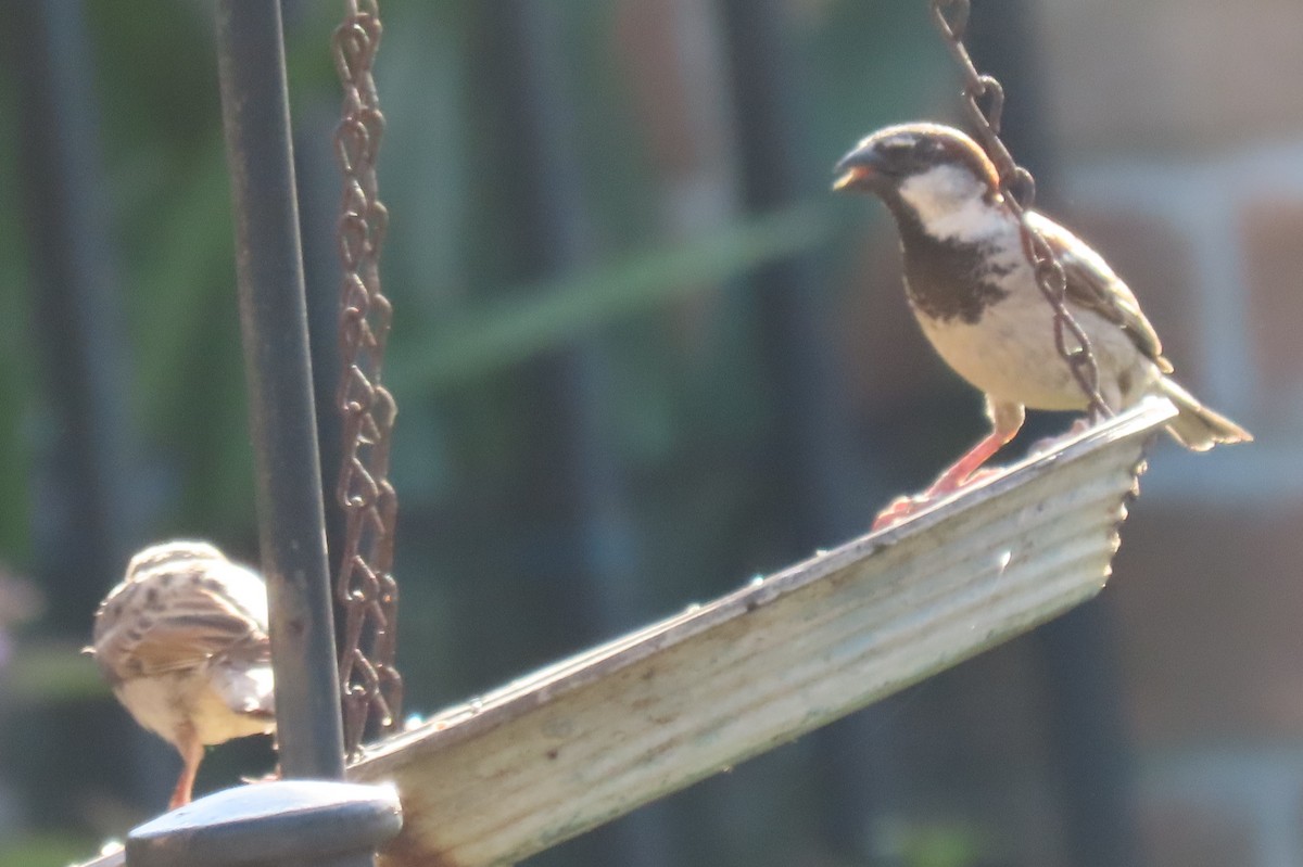 House Sparrow - ML620804630