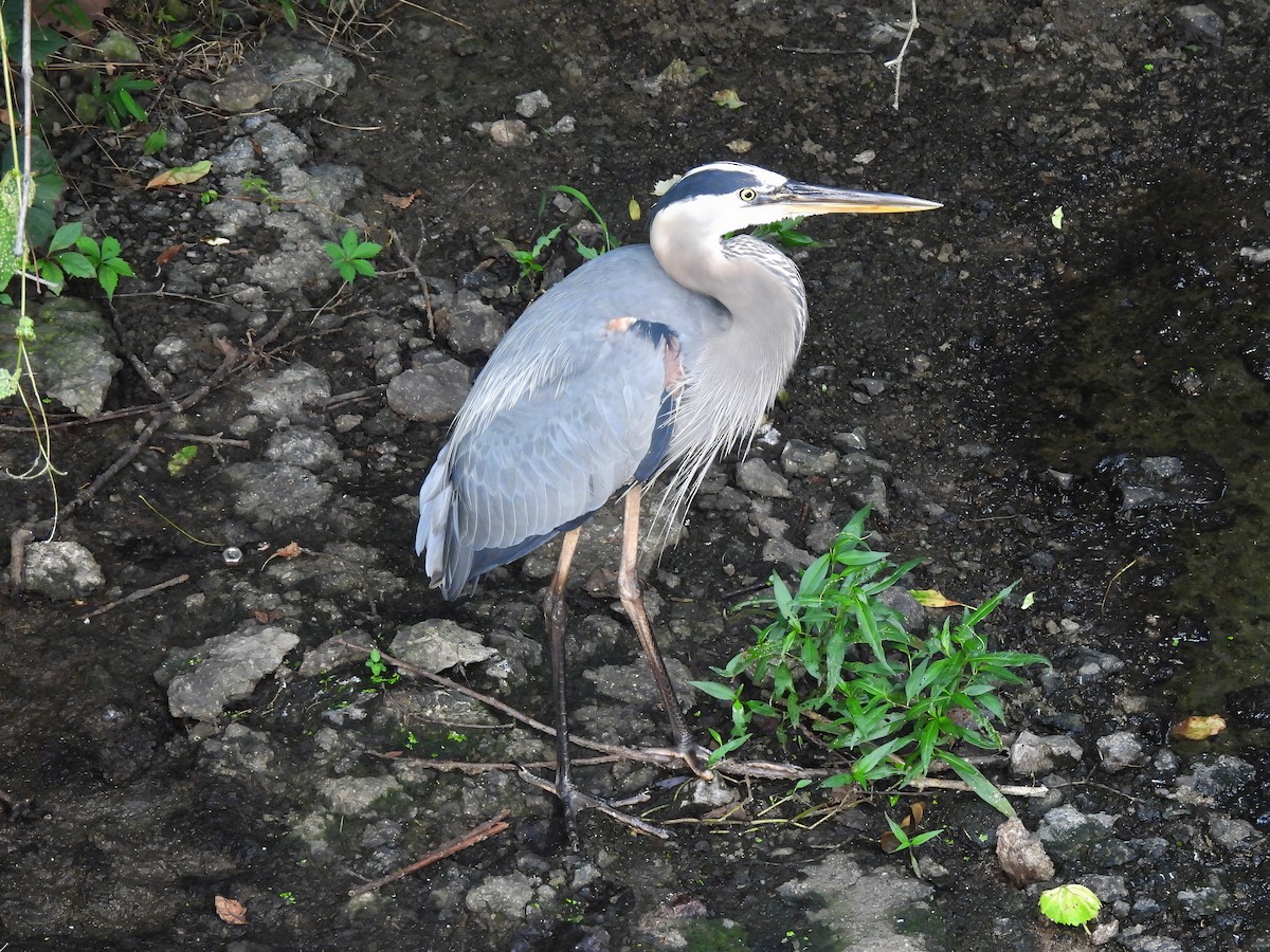 Great Blue Heron - ML620804631