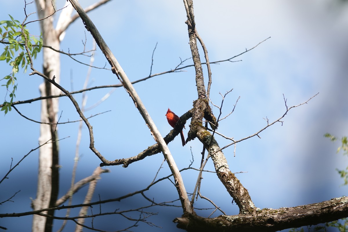 Northern Cardinal - ML620804632