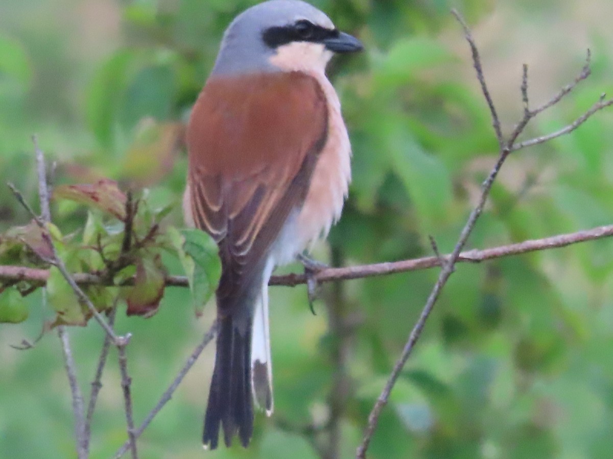 Red-backed Shrike - ML620804633