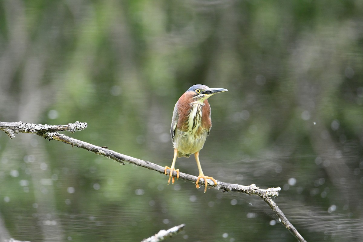 Green Heron - ML620804634