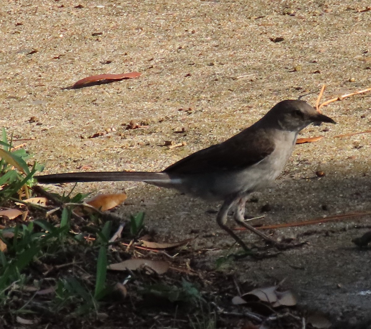 Northern Mockingbird - ML620804635