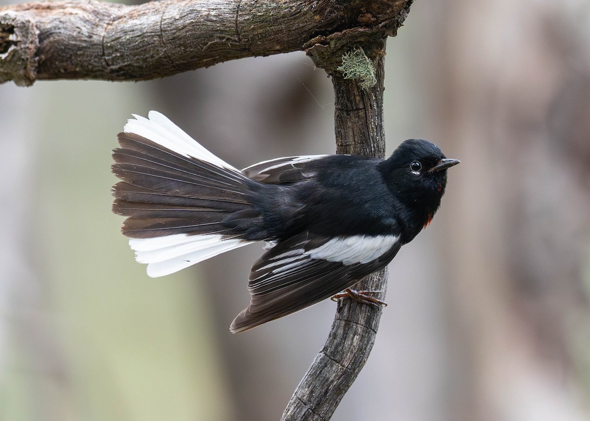 Painted Redstart - ML620804639