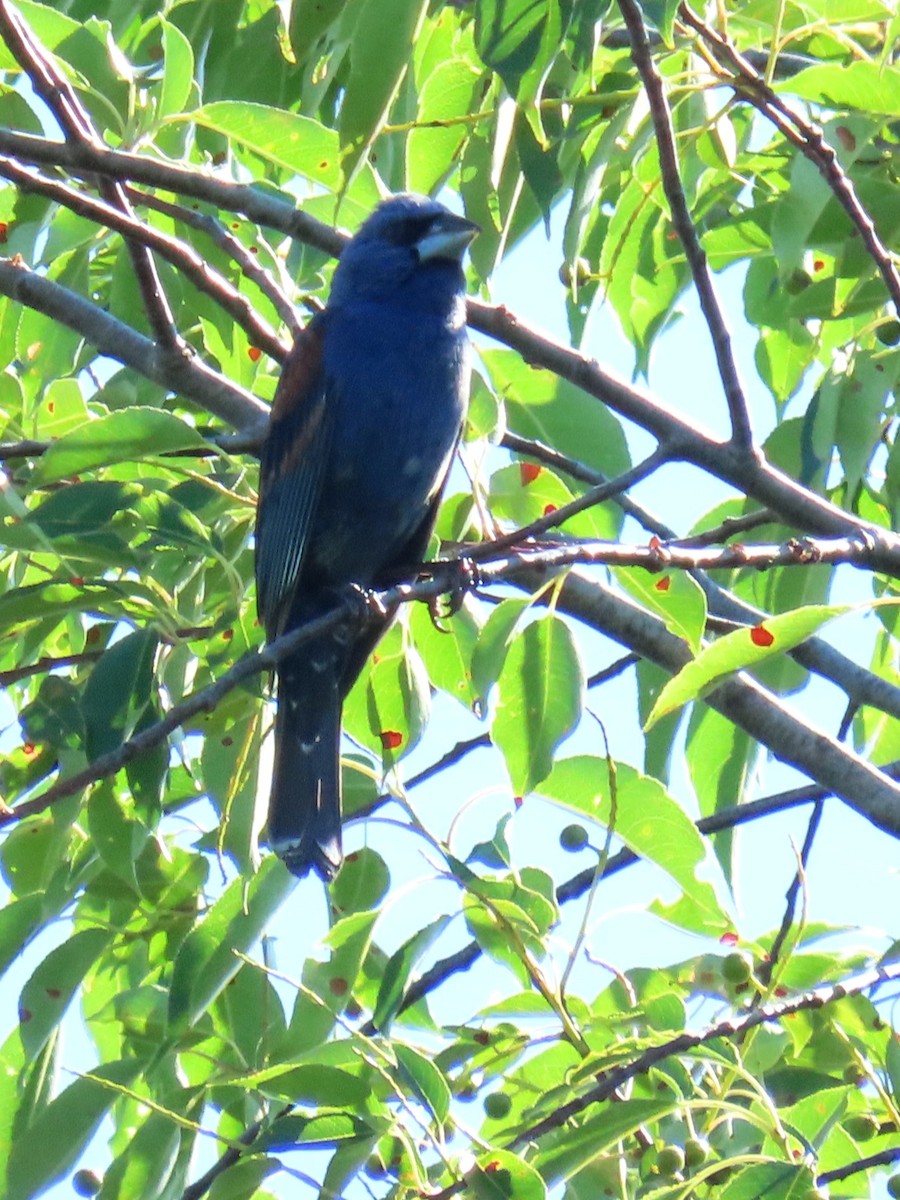 Blue Grosbeak - ML620804648