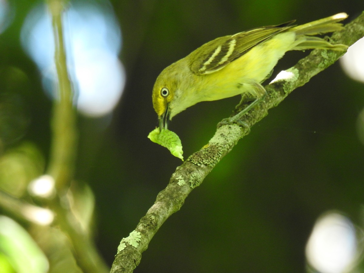 White-eyed Vireo - ML620804649