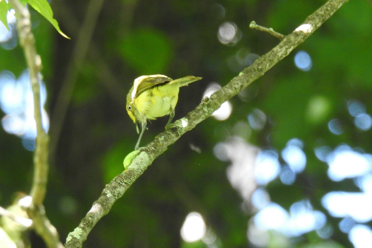 White-eyed Vireo - James Holsinger