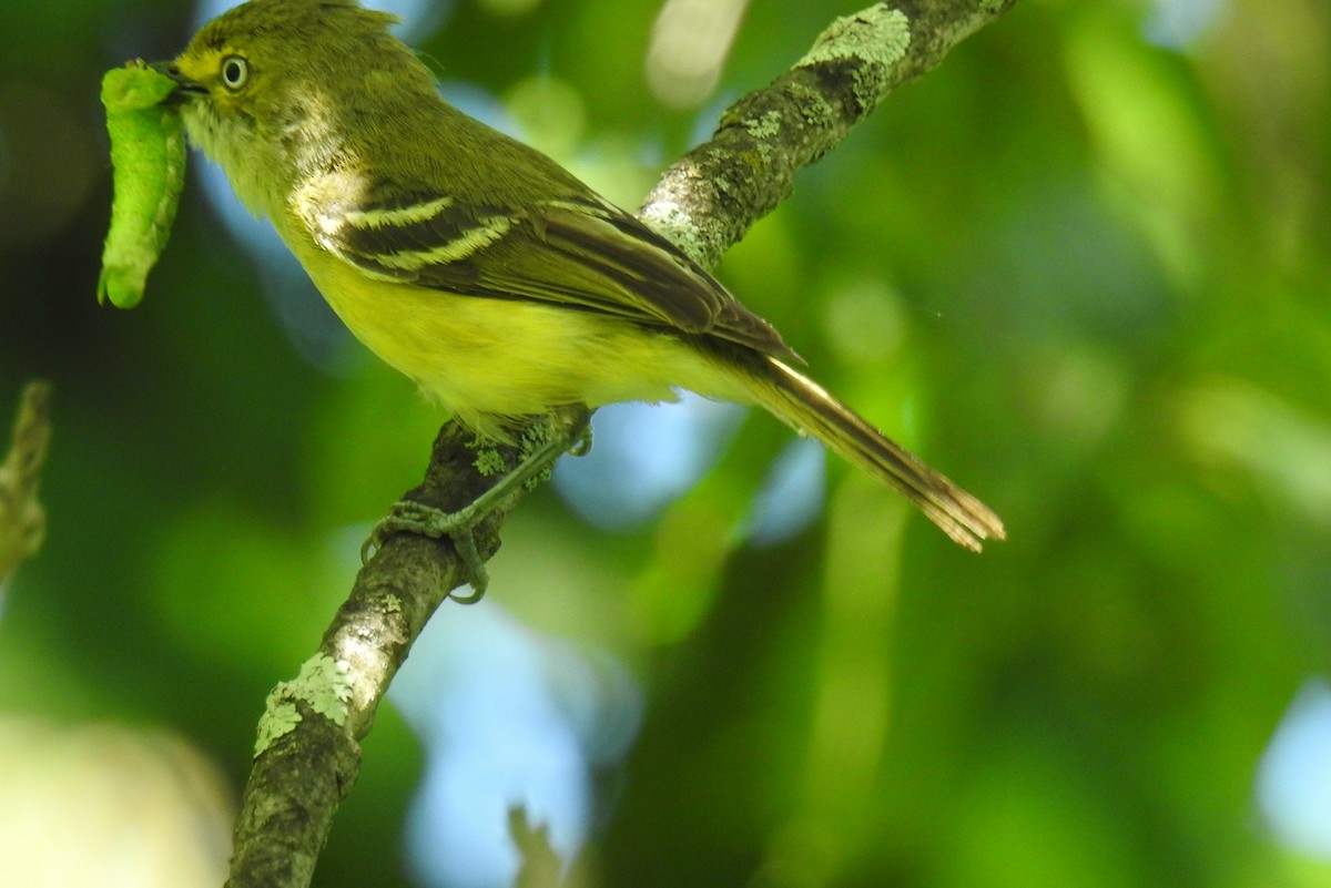 White-eyed Vireo - ML620804652