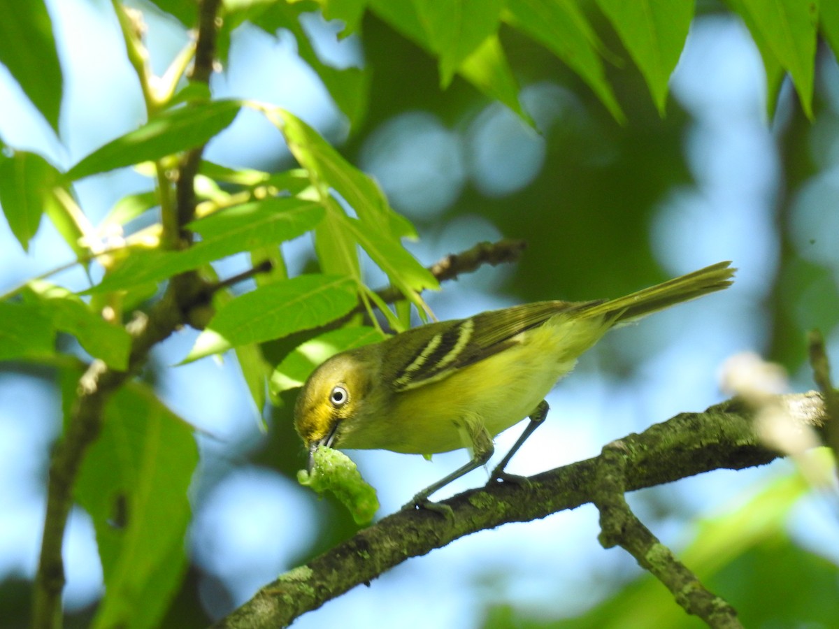 White-eyed Vireo - ML620804653