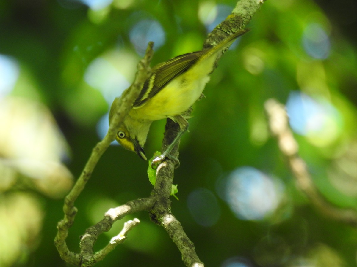 White-eyed Vireo - ML620804654