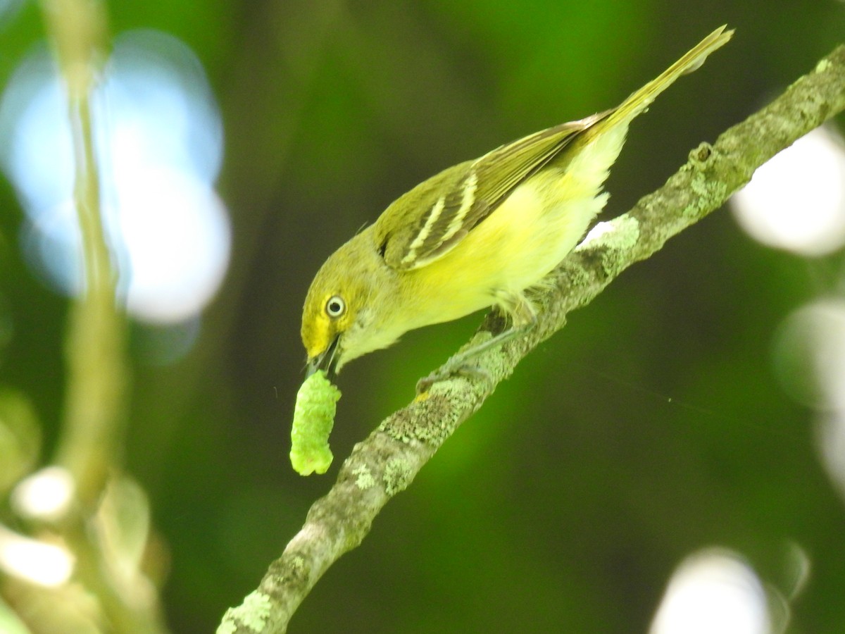 White-eyed Vireo - ML620804657