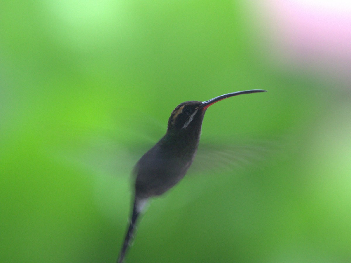 White-whiskered Hermit - ML620804659