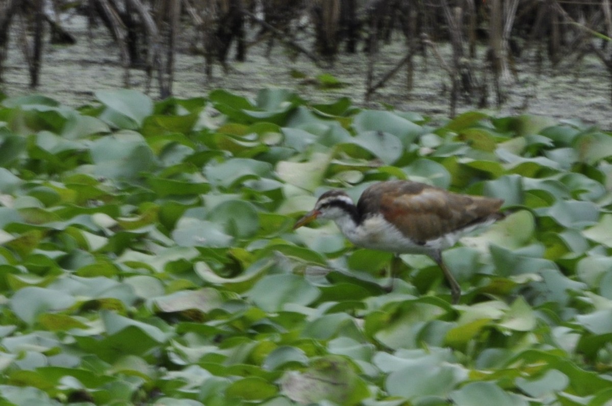 Wattled Jacana - ML620804660