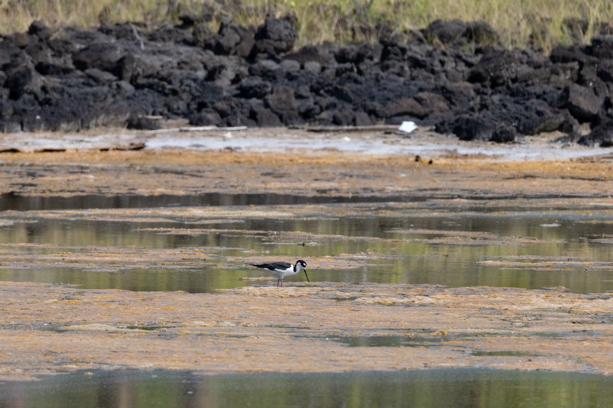 Black-necked Stilt - ML620804663