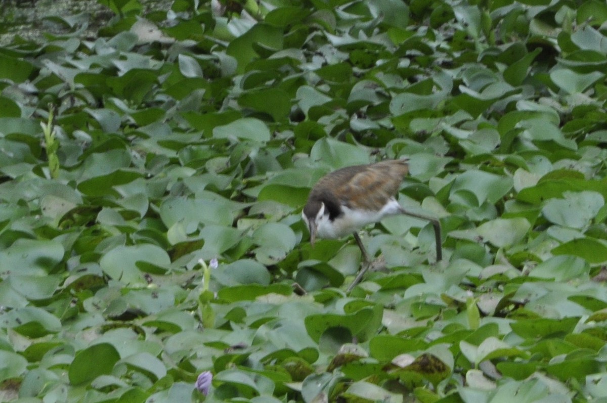 Jacana Suramericana - ML620804664