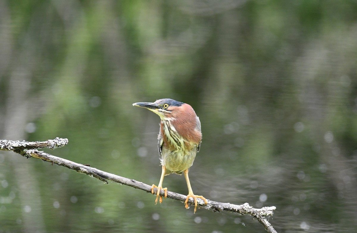 Green Heron - ML620804668