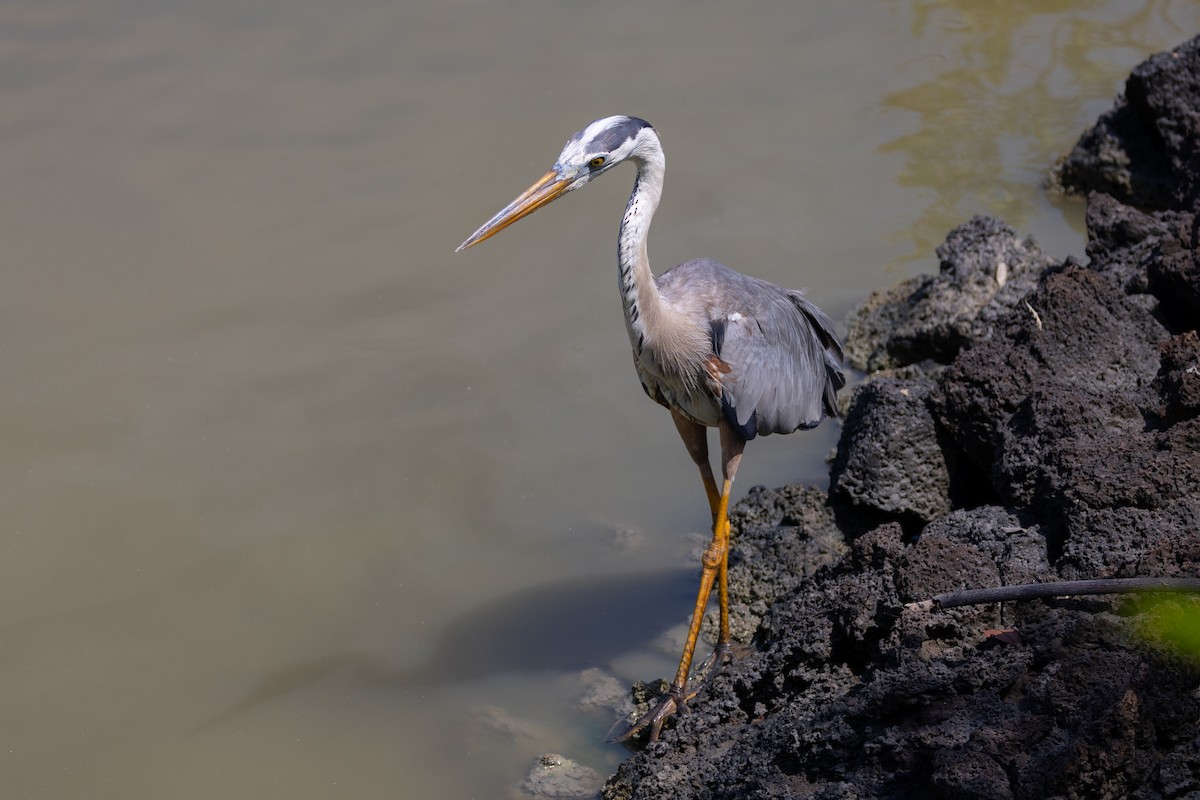 Great Blue Heron - ML620804669