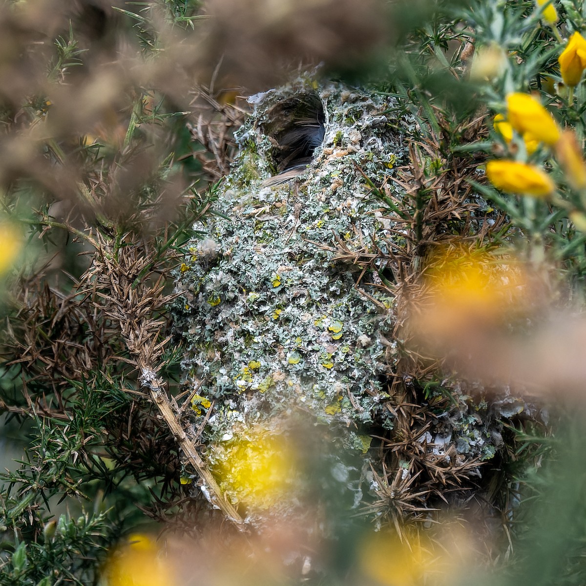 Long-tailed Tit - ML620804670