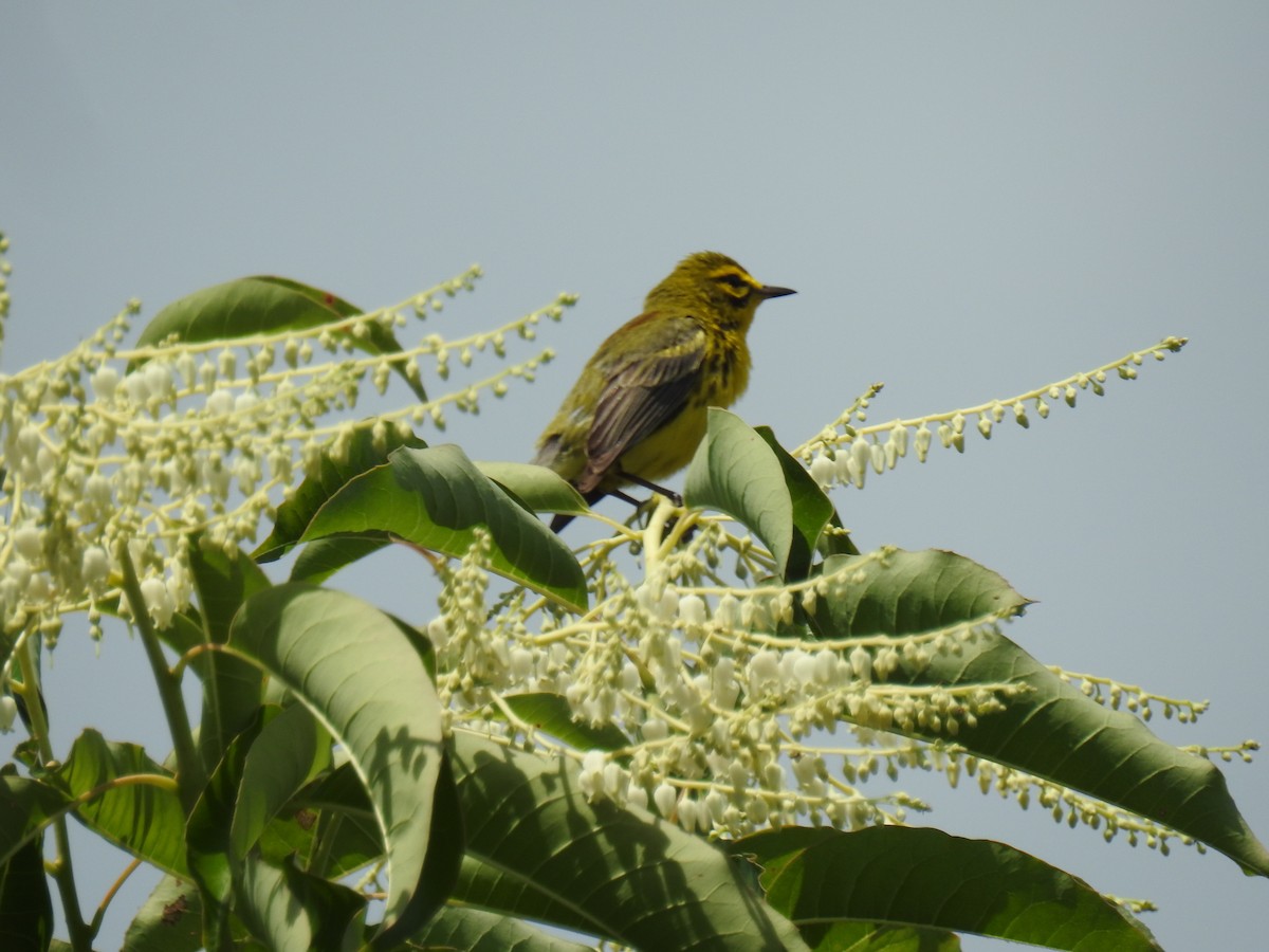 Prairie Warbler - ML620804672