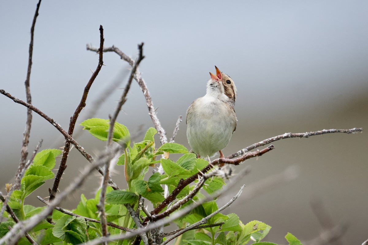 Clay-colored Sparrow - ML620804679