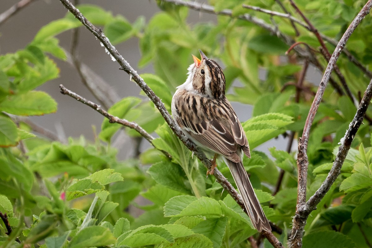 Clay-colored Sparrow - ML620804681