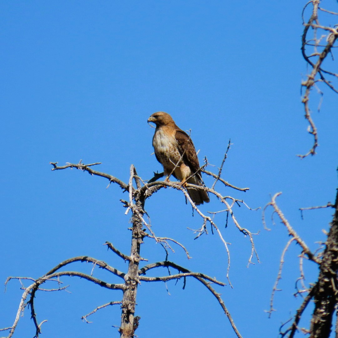 Red-tailed Hawk - ML620804682